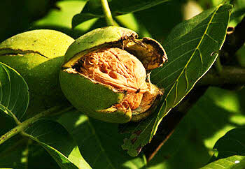 shelled walnut