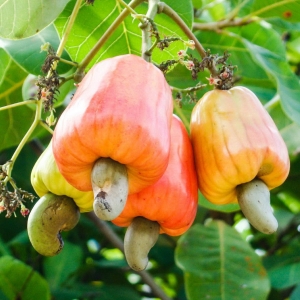 The botany and cultivation of the cashew