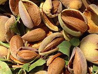 PEELED ALMONDS